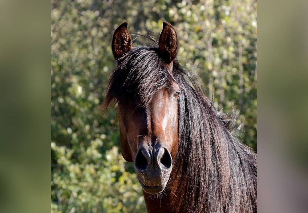 Meet My Mom, Bulgara MR “Cali”