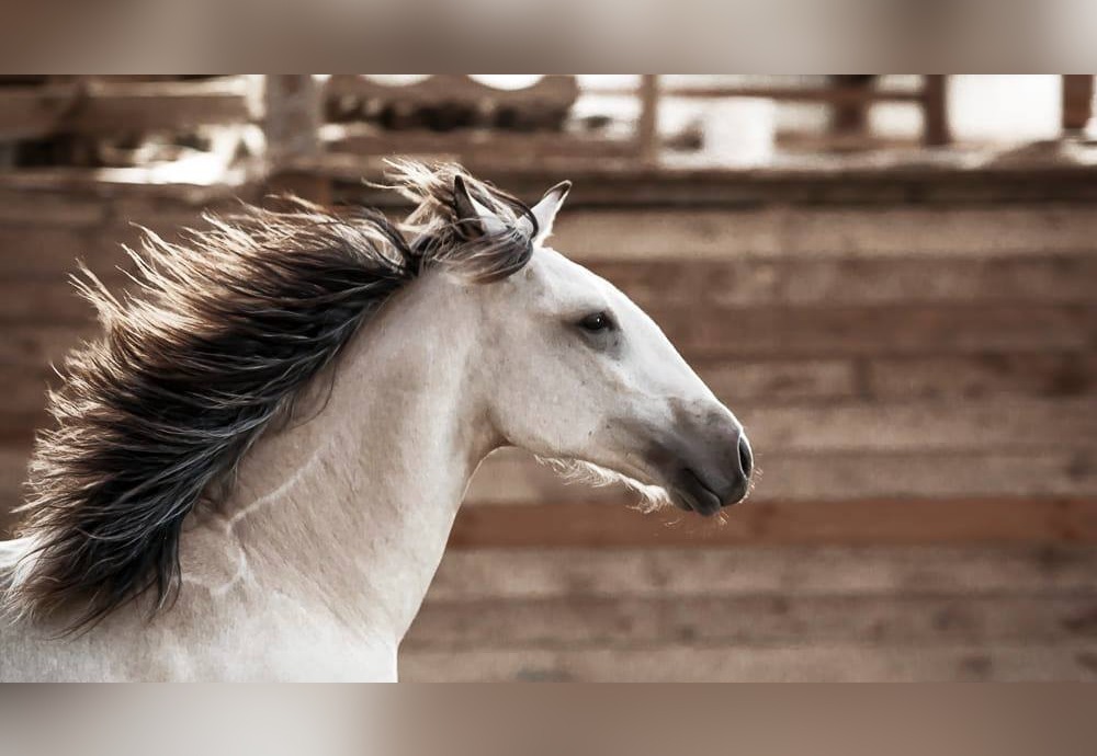 I’m An Iberican&nbsp;Horse!