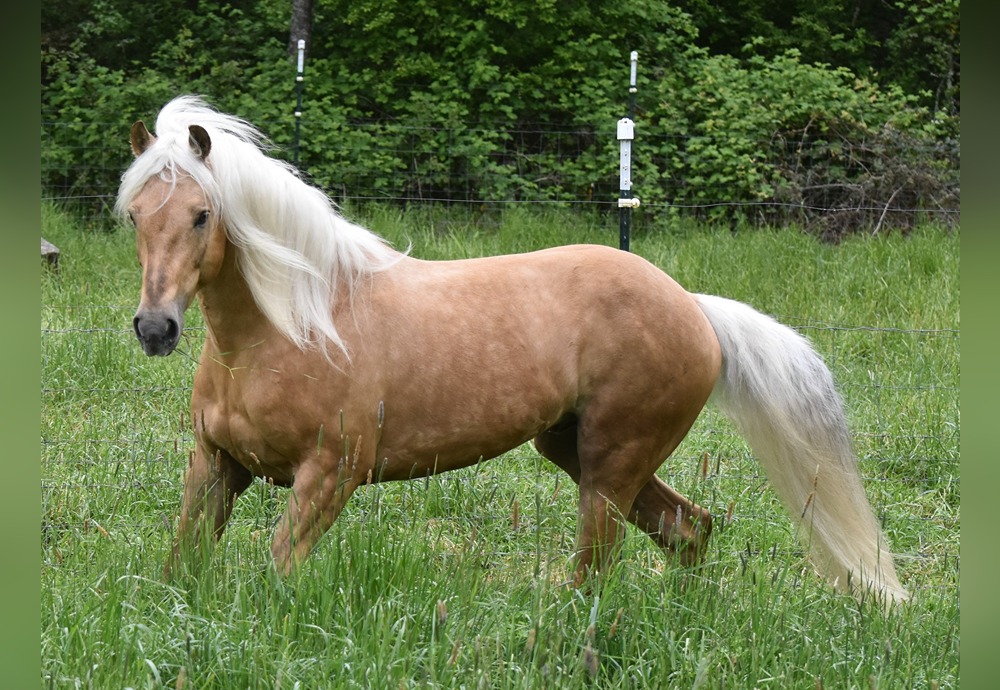 Meet My Dad, Metístar Taj-Mahal&nbsp;Amaro